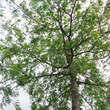 Lederhülsenbaum - Bild 2