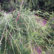 Chamaecyparis laws. 'Filiformis': Bild 1/1