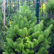 Abies alba 'Pyramidalis': Bild 1/2