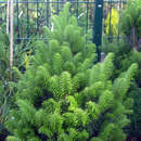 Abies alba 'Pyramidalis' - Säulentanne