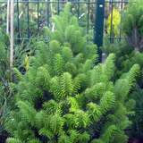 Abies alba 'Pyramidalis' - Säulentanne