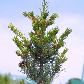 Pinus parviflora 'Gimborn's Ideal'