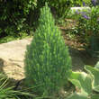 Picea glauca 'Laurin': Bild 1/2