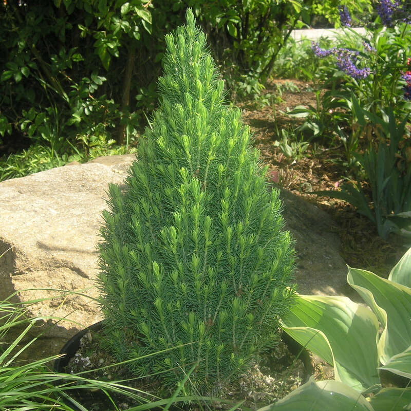 Zwerg-Zuckerhutfichte - Picea glauca 'Laurin'