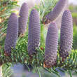 Abies alba 'Pendula': Bild 1/1