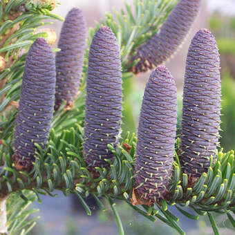 Abies alba 'Pendula'