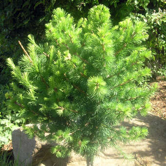 Larix decidua 'Kornik'