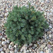 Picea glauca 'Echiniformis': Bild 2/4