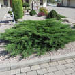 Juniperus horizontalis 'Prince of Wales': Bild 1/3