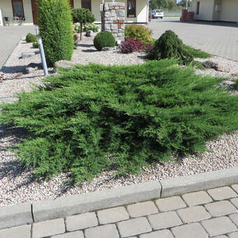 Juniperus horiz. 'Prince of Wales'
