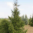 Picea orientalis - Orientalische Fichte