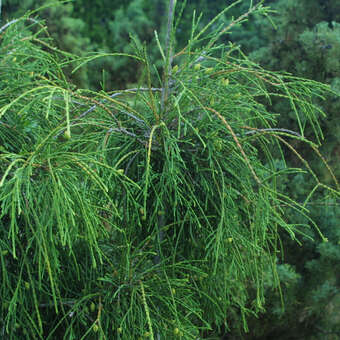 Thuja occidentalis 'Filiformis'