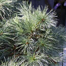 Pinus strobus 'Blue Shag' - Zwerg-Seidenföhre