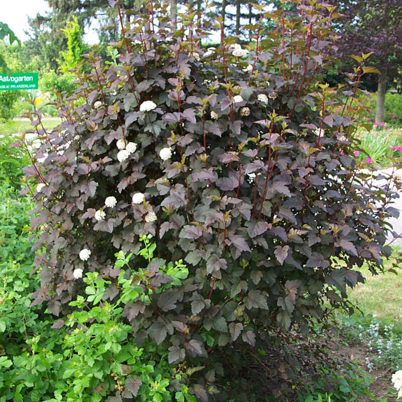 Rotblttrige Blasenspiere - Physocarpus opulifolius 'Diabolo' - wei