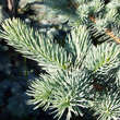 Picea pungens 'Koster': Bild 1/2