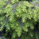 Tsuga canadensis 'Jeddeloh' - Zwerg-Hemlockstanne