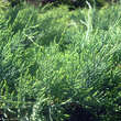 Juniperus virginiana 'Grey Owl': Bild 1/3