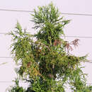 Cryptomeria japonica 'Rasen' - Spiralen-Sicheltanne