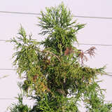 Cryptomeria japonica 'Rasen' - Spiralen-Sicheltanne