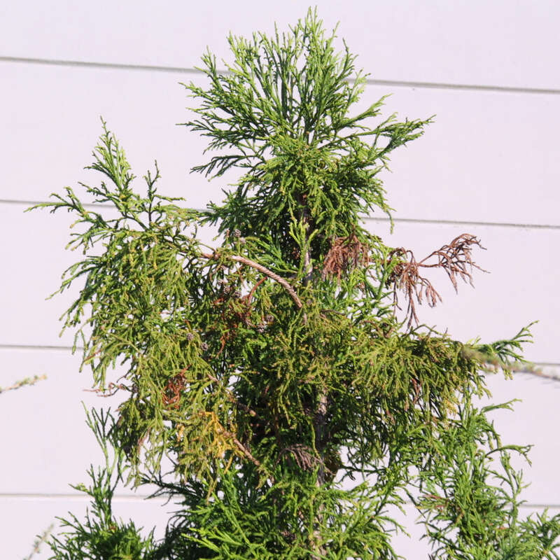 Spiralen-Sicheltanne - Cryptomeria japonica 'Rasen'