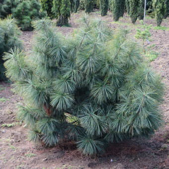 Pinus flexilis 'Kamon'