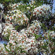 Xanthoceras sorbifolium: Bild 3/13