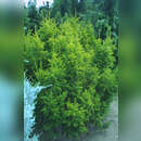 Taxus baccata 'Semperaurea' - Goldeibe