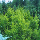 Taxus baccata 'Semperaurea' - Goldeibe