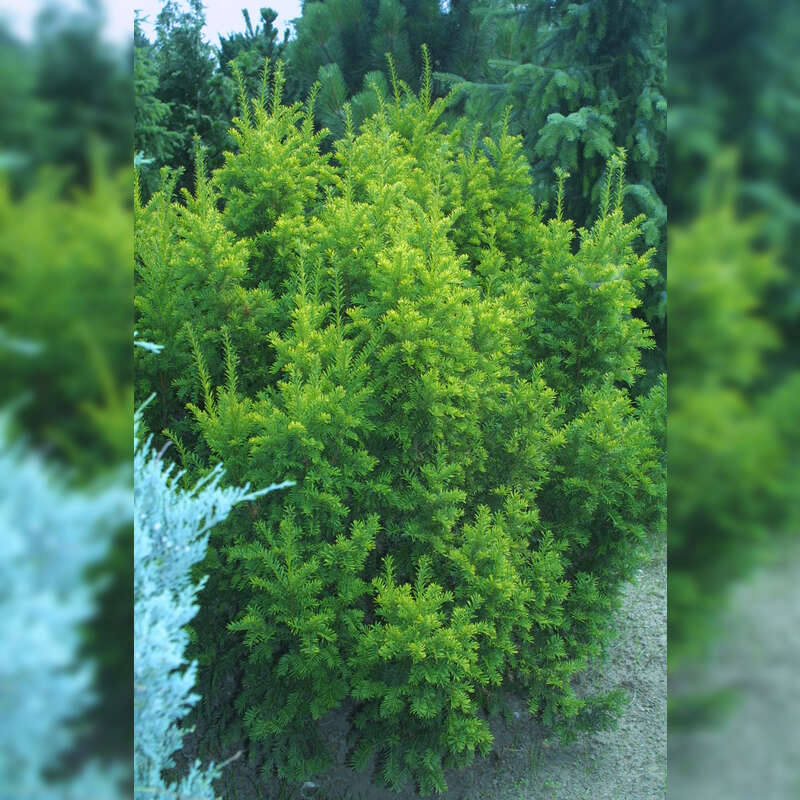 Goldeibe - Taxus baccata 'Semperaurea' - gelb