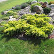 Juniperus pfitz. 'Gold Star': Bild 1/4