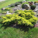Juniperus pfitz. 'Gold Star' - Gelber Breitwacholder
