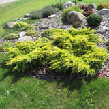 Juniperus pfitzeriana 'Gold Star' - Gelber Breitwacholder