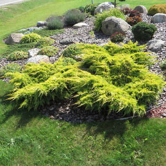 Juniperus pfitz. 'Gold Star'