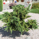 Larix kaempferi 'Little Boggle' - Korkenzieher-Lärche