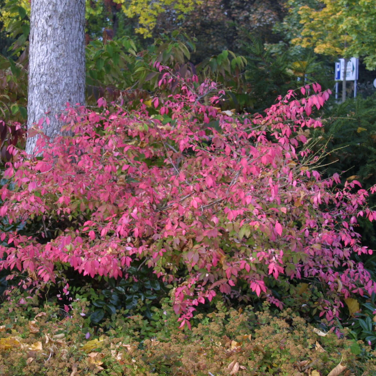 Korkspindel Euonymus Alatus - Pfaffenhütchen Strauch Mit Orangener Herbstfärbung