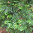 Torreya nucifera: Bild 1/3