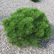 Pinus densiflora 'Umbraculifera': Bild 1/5