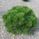 Pinus densiflora 'Umbraculifera' - Schirm-Rotkiefer