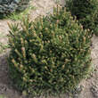 Picea abies 'Ohlendorffii': Bild 1/4