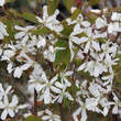 Amelanchier laevis 'Snowflakes': Bild 3/4