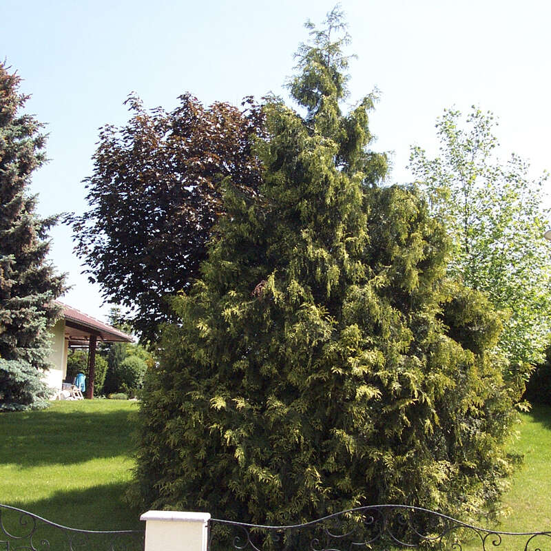 gartengestaltung mit thuja smaragd Thuja 