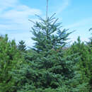 Abies cephalonica - Griechische Tanne