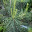 Pinus strobus 'Fastigiata': Bild 1/1