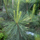 Pinus strobus 'Fastigiata' - Säulen-Seidenföhre