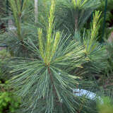 Säulen-Seidenföhre - Pinus strobus 'Fastigiata'