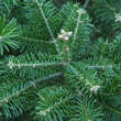 Abies nordmanniana equi-trojani: Bild 1/1