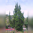 Juniperus chinensis 'Kaizuka': Bild 1/4