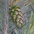 Pinus flexilis 'Firmament': Bild 1/1