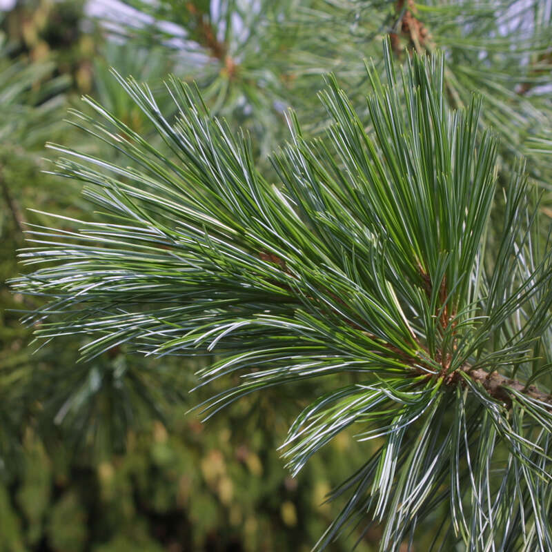 Kolumbiaföhre - Pinus monticola 'Ammerland'