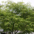 Acer palmatum 'Koto-no-ito': Bild 5/6